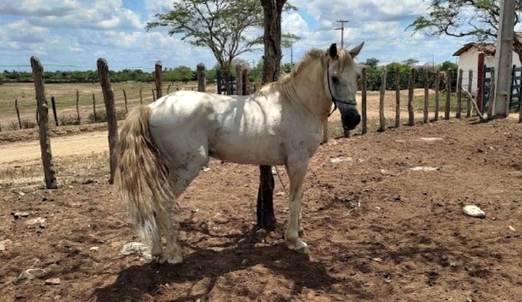 Projeto busca a conservação e valorização da raça Cavalo Nordestino na Paraíba